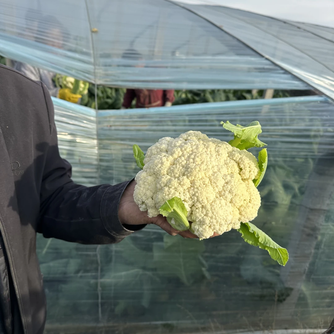 山东青梗散花菜花净重3斤±2两包邮