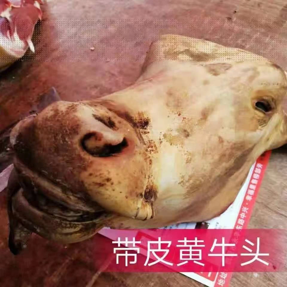 黄牛牛头＜带皮带耳带口条≈40斤>