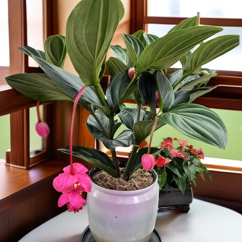 花中“劳斯莱斯”宝莲灯8个头