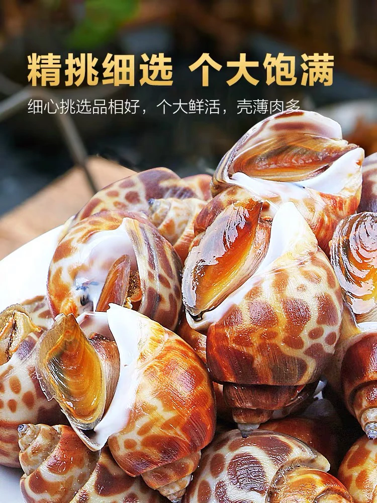 连云港发货 新鲜花螺鲜活速冻4斤