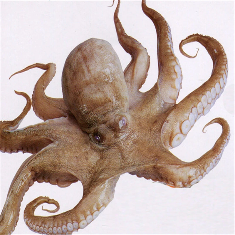 日照海鲜本地野生章鱼单只1斤左右，2斤左右，发货5斤