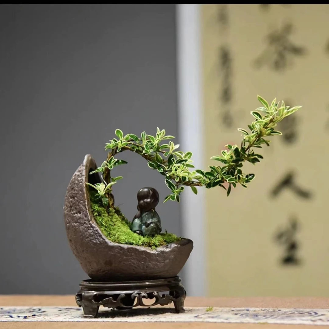 【意境六月雪】六月雪月亮盆迷你绿植茶室美观净好养开花
