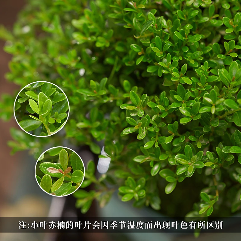 【小叶赤楠】赤楠好养庭院美观款客厅桌面室内小盆景夏天盆栽植物