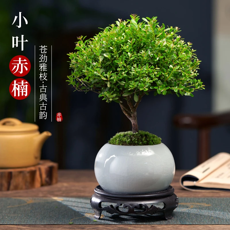 【精品】小叶赤楠老桩盆景苗植物花卉微景观办公室内好养盆栽摆件