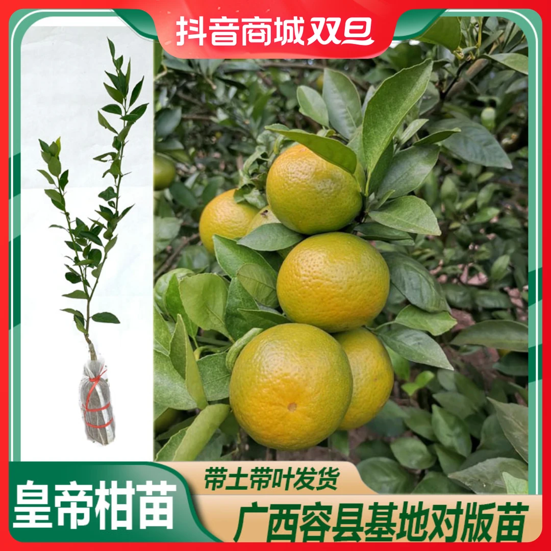 广西柑橘苗皇帝柑树苗沃柑砂糖橘树苗优质种植结果盆栽养护