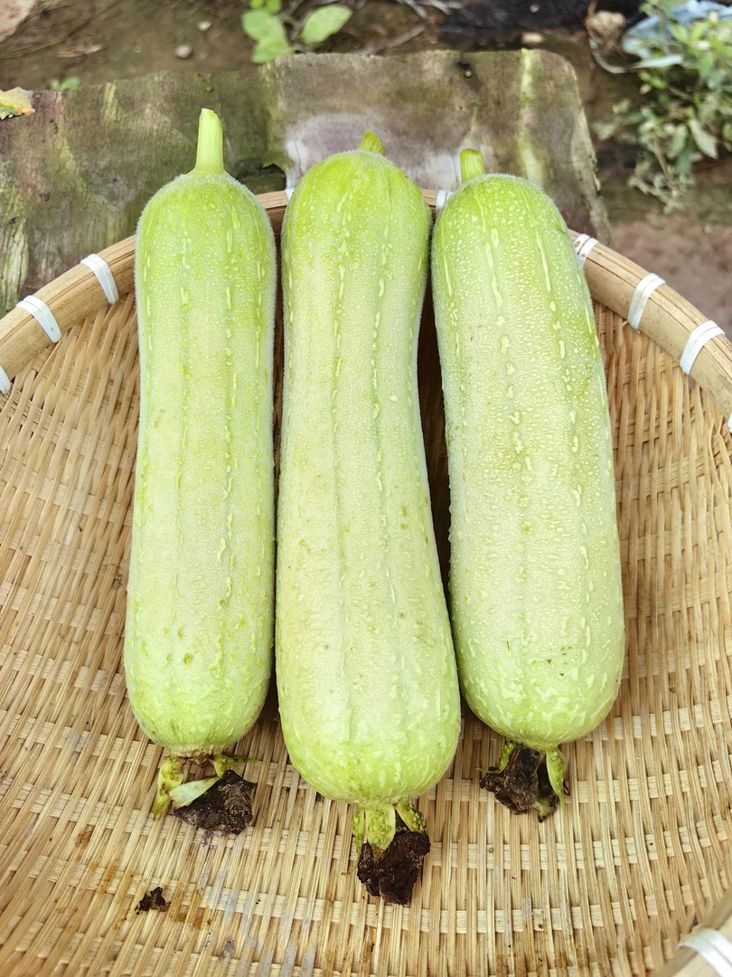 丝瓜种子肉丝瓜种籽牛奶丝瓜嫩棒蔬菜丝瓜种孑农家春夏蔬菜种子