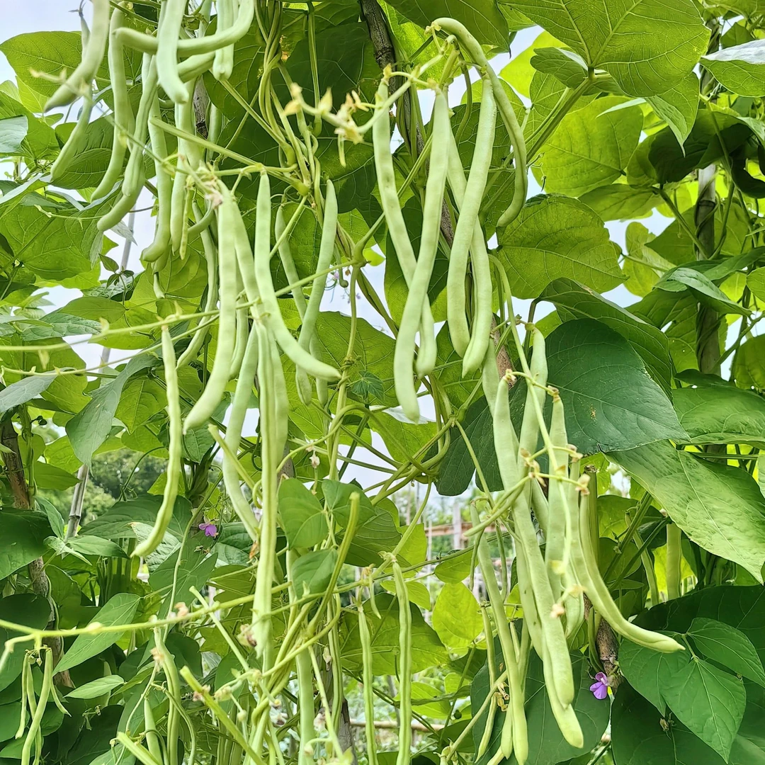 四季豆种子白芸豆种籽无渣厚肉架豆芸豆高产春秋播蔬菜籽露天种植