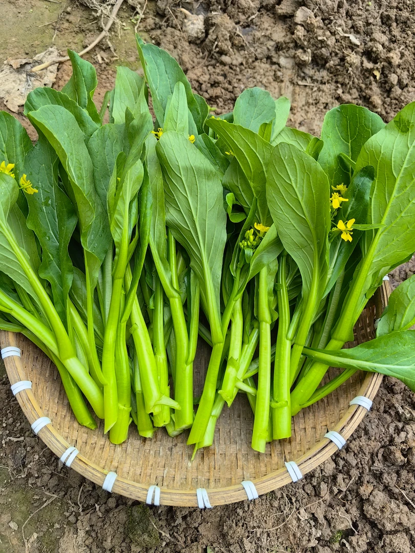 甜菜心种子无渣抗热耐湿青菜春秋老品种农家菜心阳台菜种籽露天种