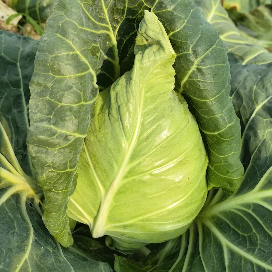 甘蓝种子卷心菜牛心圆心圆扁球甘蓝高产早熟籽春秋种蔬菜南方北方