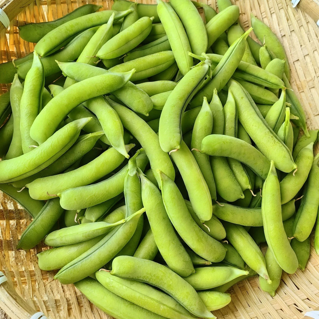 农家甜豌豆种子老品种种籽甜脆豌豆苗种碗豌豆种秋季露天南方种植