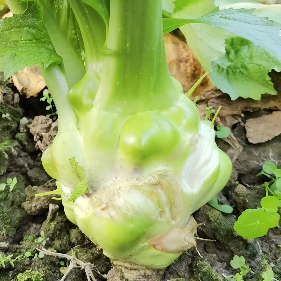 榨菜种子种孑秋播露天榨菜菜种籽秋季蔬菜种籽农家田园芥菜种植