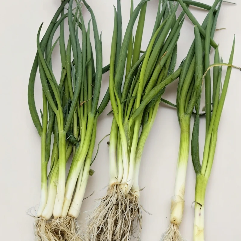 农家小香葱种子籽小葱分葱春秋露地阳台盆栽葱种蔬菜种籽孑子大全
