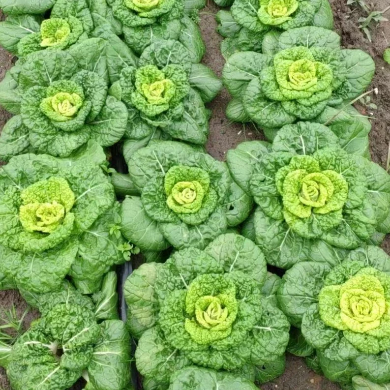 黄心乌塌菜菜种子黑心乌塌菜种籽耐寒秋冬品质品质孑种植移栽育苗