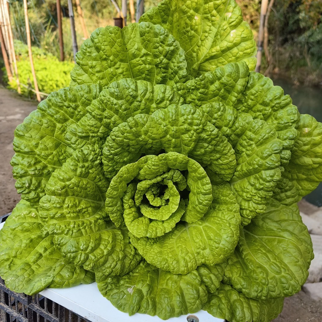 黄芽菜大白菜种籽耐热耐寒黄芽菜种孑农家高产秋季露天播蔬菜种子