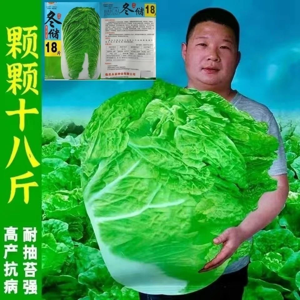冬储十八斤东北秋菜大白菜种子冬储酸菜大白菜籽秋季播种包心阳台