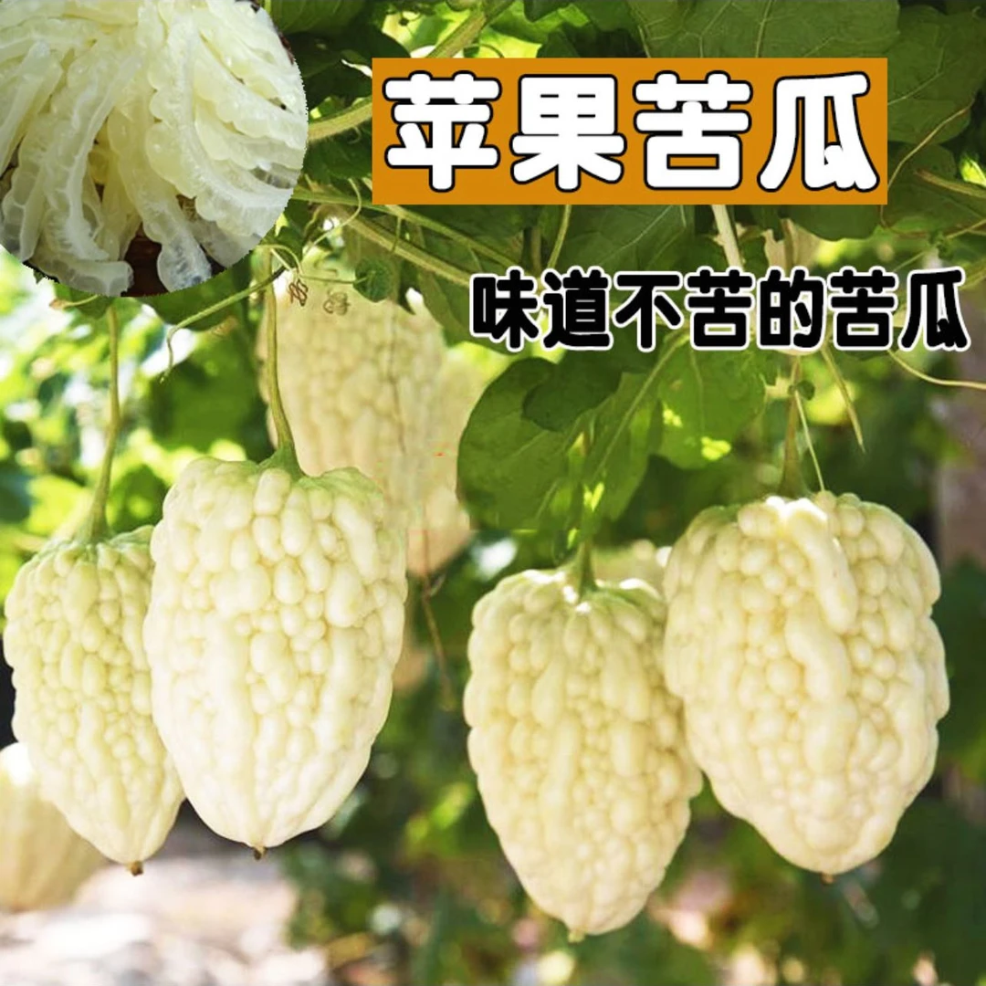 苹果苦瓜种子水果苦瓜籽耐热美观四季种子阳台