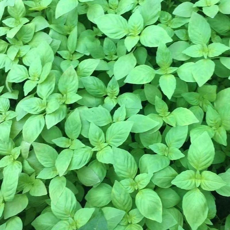 荆芥菜籽河南大叶荆芥种子菜种子蔬菜种子四季播荆菜阳台