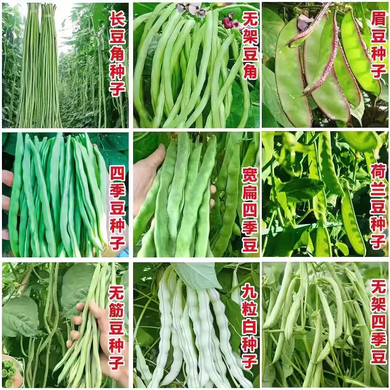 【豆角合集】无架豆角种子春夏四季豆眉豆缸豆九粒白芸豆阳台种植