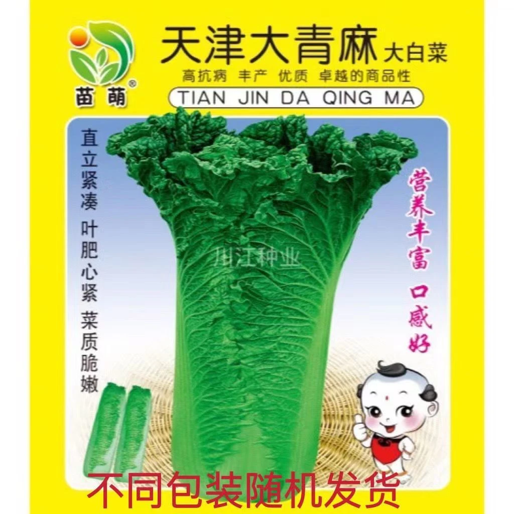 天津青麻叶大白菜种子真好吃秋季播蔬菜籽绍菜园蔬阳台