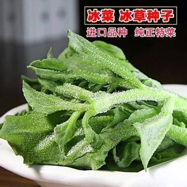 冰菜种子高钙纯正特菜冰草菜种子四季阳孔耐菜园蔬阳台