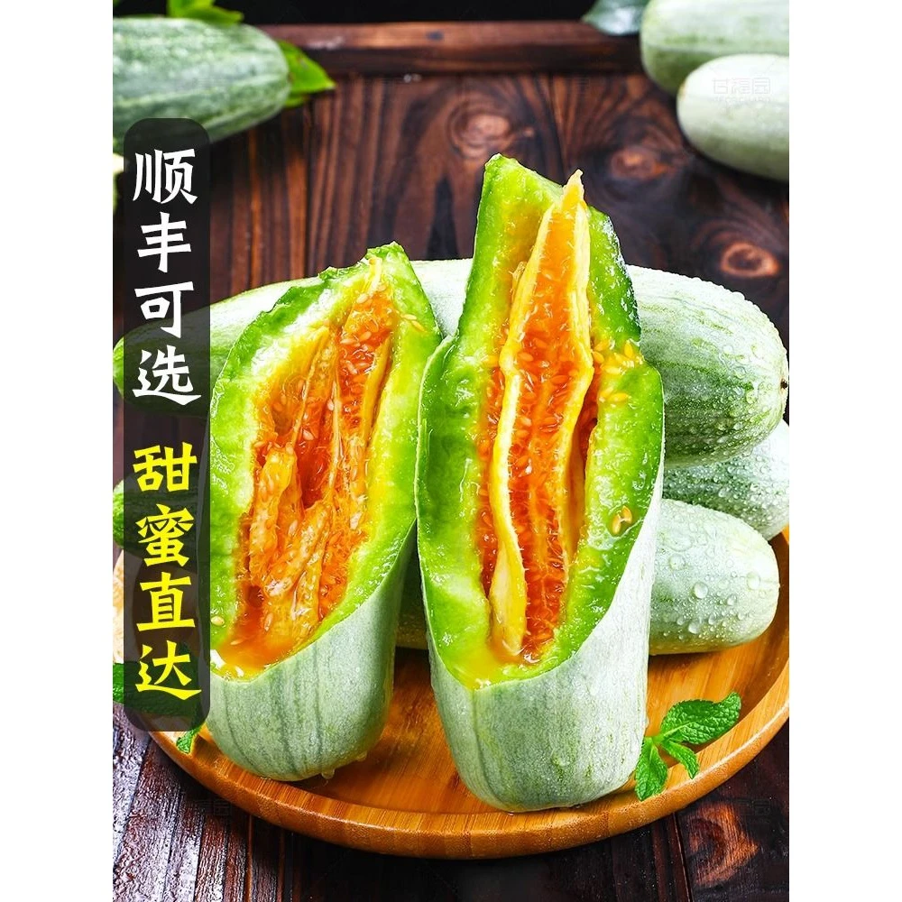 【苞出芽】精品羊角蜜甜瓜种子当季脆蜜瓜香菜园蔬阳台
