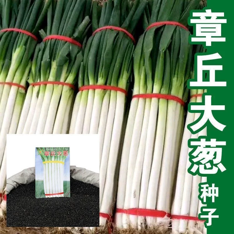 章丘铁杆大葱 抗病高产籽种耐热种子耐寒季播山东四季春阳台