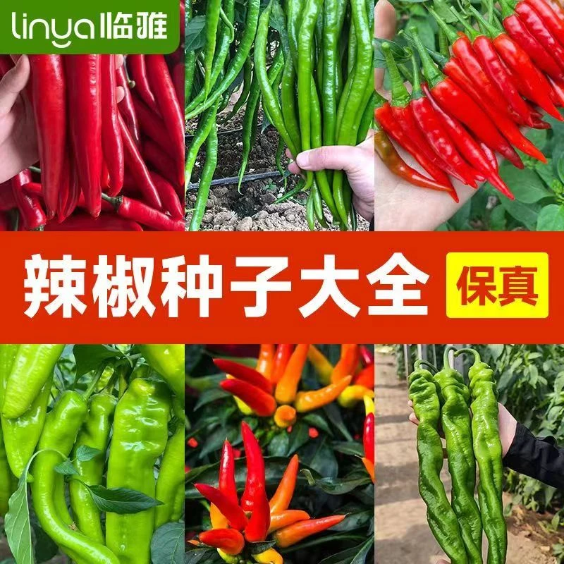 【辣椒种汇总】薄皮辣椒种子小米辣椒朝天椒螺丝椒美人椒牛角辣椒