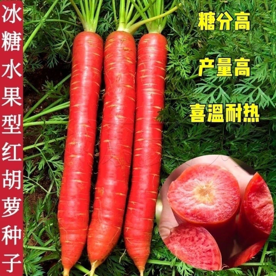水果胡萝卜种子农家甜脆水果萝卜种籽夏菜园蔬阳台