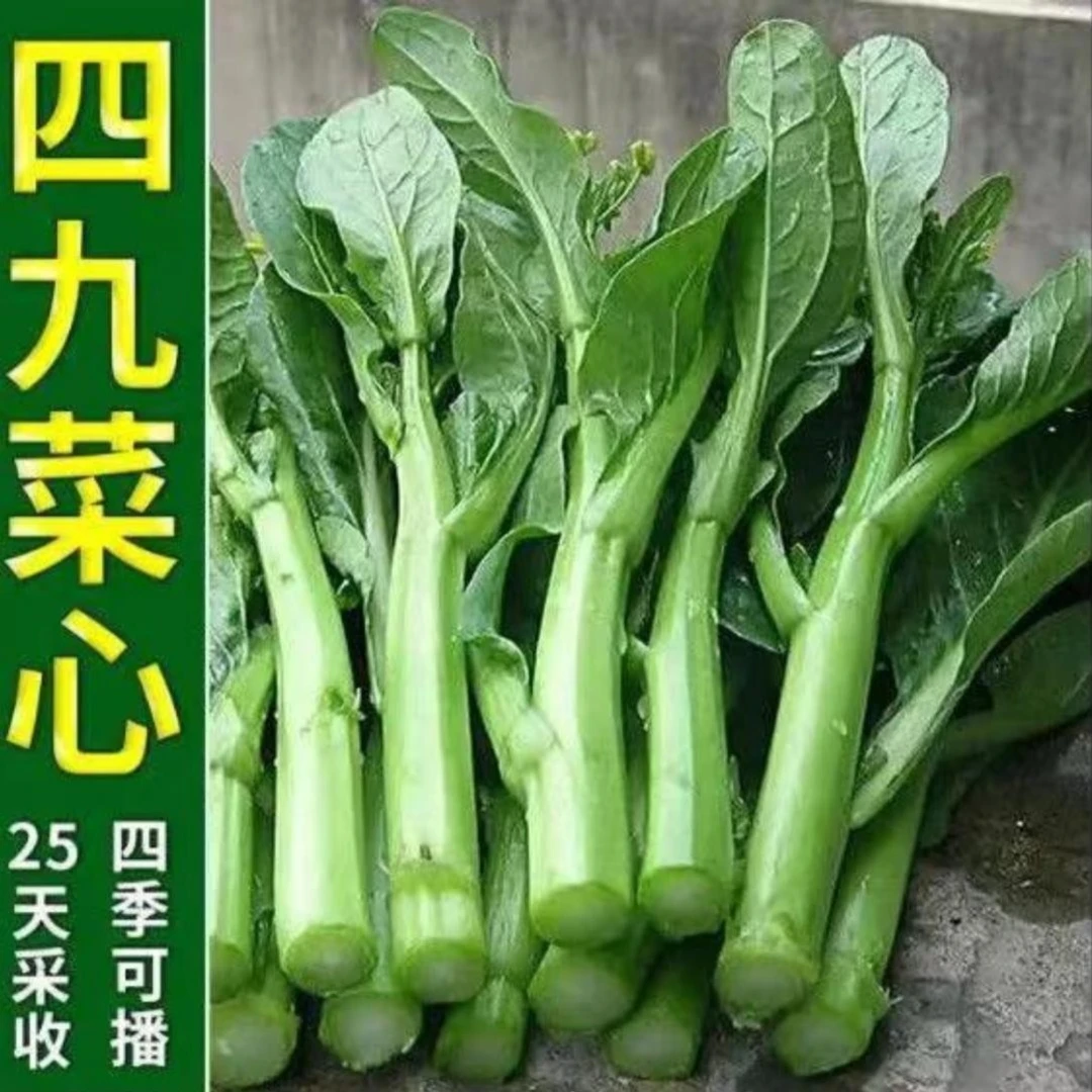 四九菜心种子/籽广东夏季耐热菜 红/白菜苔菜庭院菜阳台