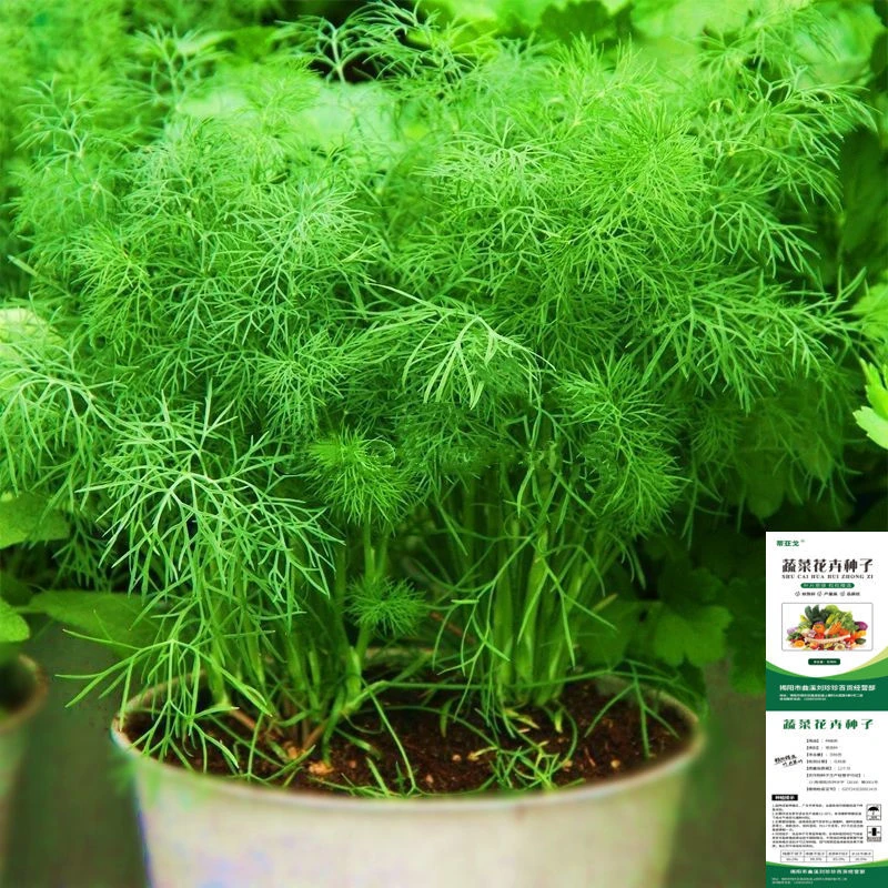 【苞出芽】小茴香种子籽孑蔬菜苗新鲜香菜盆栽食用四季新手简单