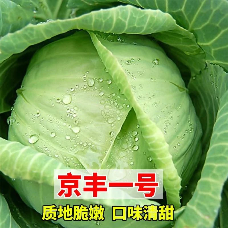 甘蓝种子 京丰一号结球甘蓝卷心菜包心菜籽 庭院田园阳台