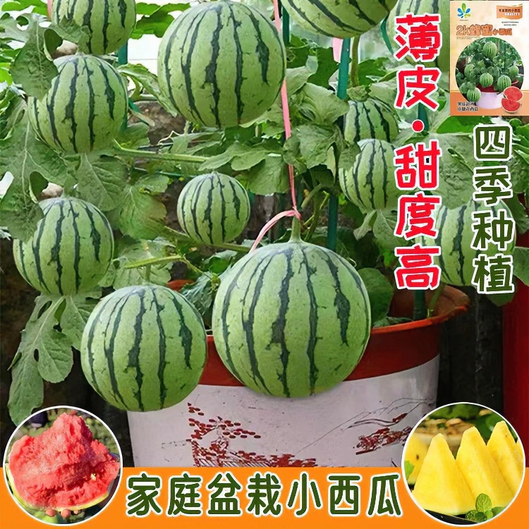 蜂蜜小西瓜种子2K西瓜红壤薄皮无籽四季盆栽新手家庭种植品质基地
