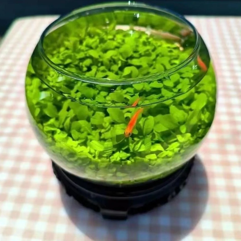 5.88米3包【水草】水草种子鱼缸水草籽草缸造景真草耐寒秋种水草泥