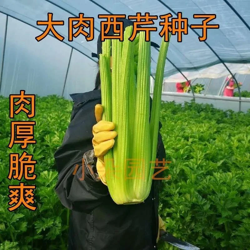四季种】大肉西芹种子芹菜种子大芹菜种子四季小香芹种子种子无渣