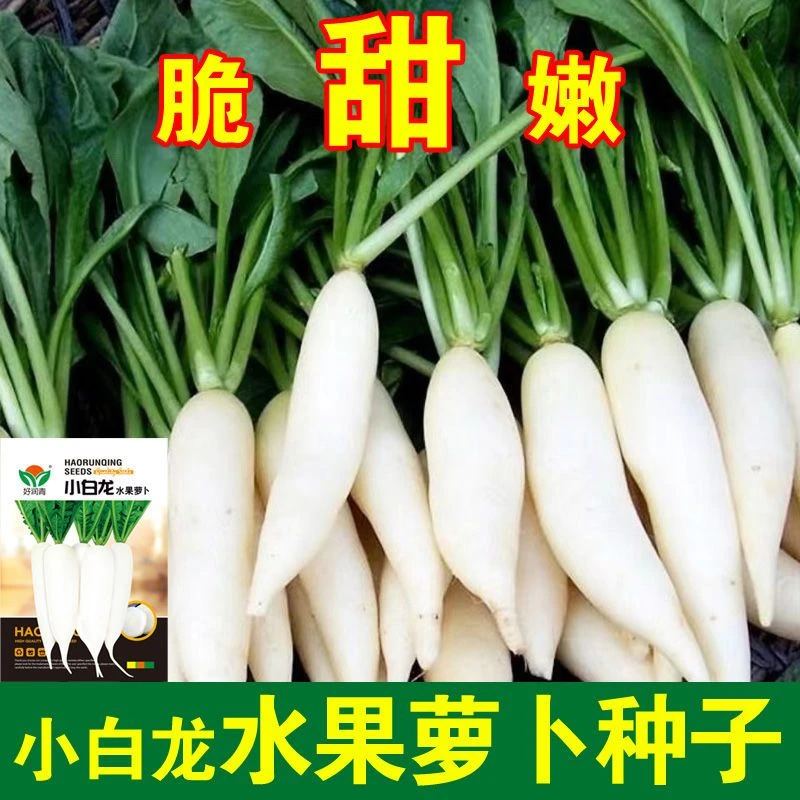 【苞出芽】小白龙水果白萝卜种籽抗寒不空心菜园蔬阳台