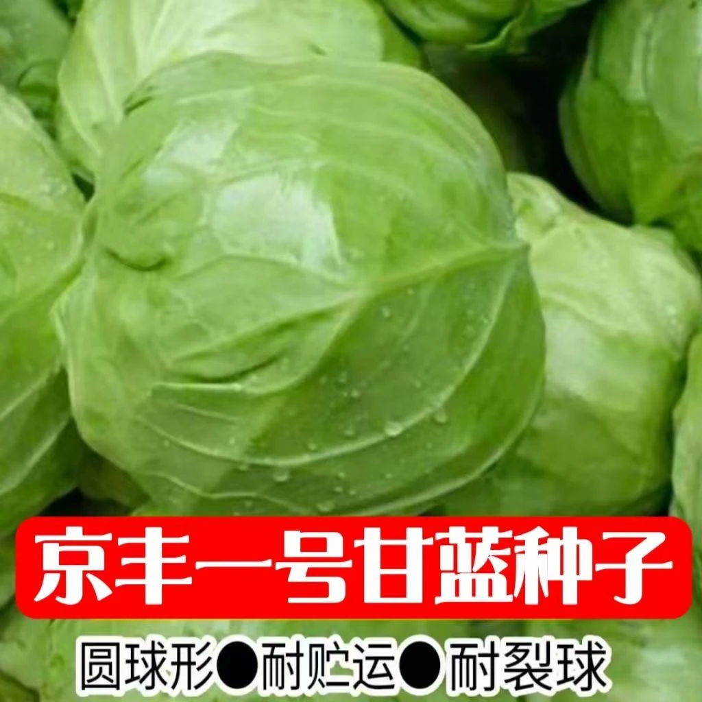 【京丰一号甘蓝种子】高产杂交包菜种子阳台蔬菜种子四季包心菜种