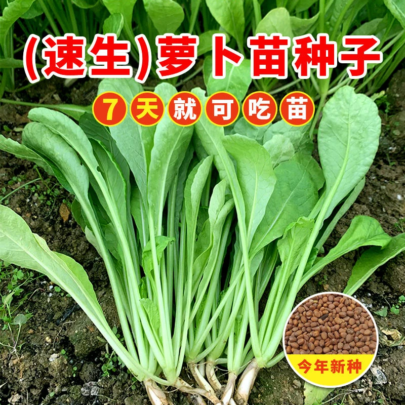 四季速生七天可吃萝卜苗种子萝卜菜娃娃菜种籽阳台水培菜芽苗阳台