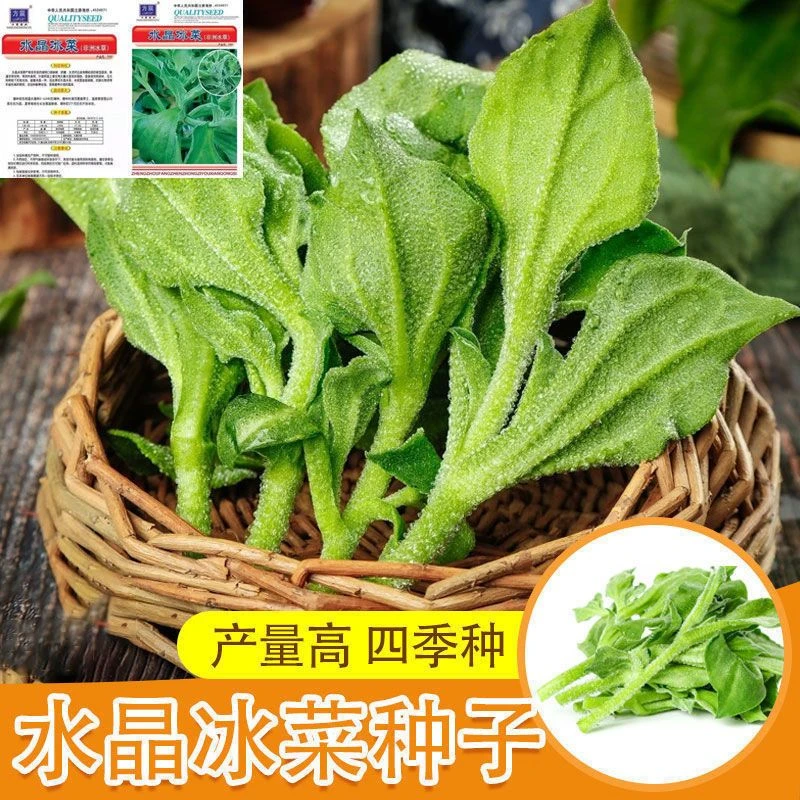冰菜种子高钙纯正特菜冰草菜种子四季阳孔耐寒秋种