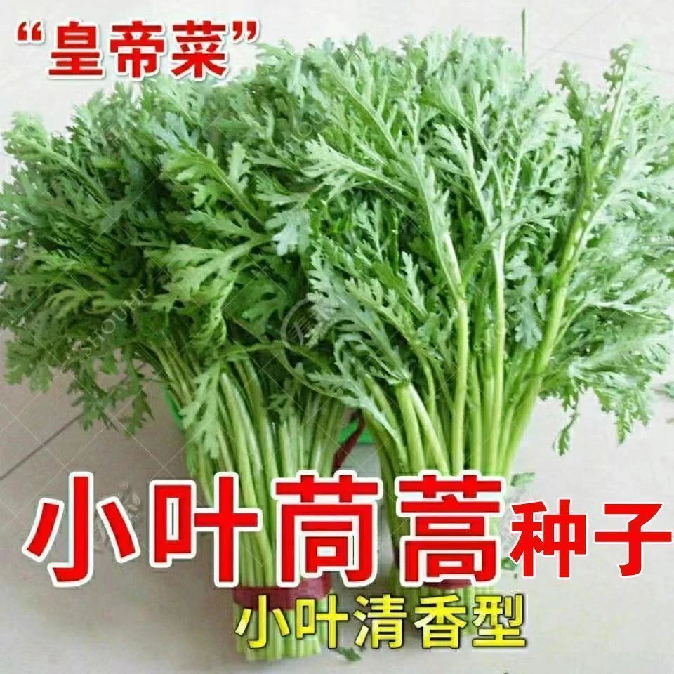 小叶茼蒿种子耐热耐寒菜种秋冬季种籽青菜蔬菜孑皇帝阳台