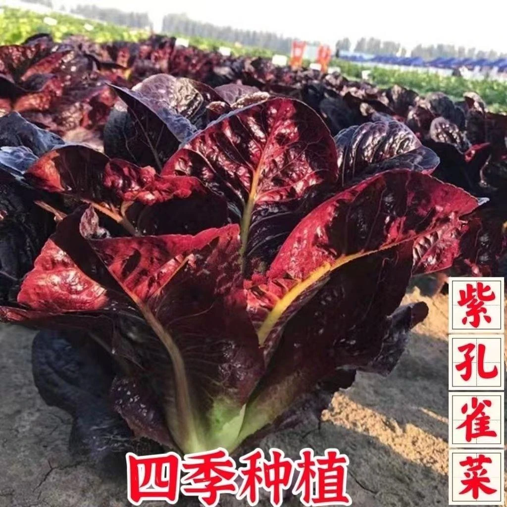 紫孔雀菜种子紫罗马生菜包心生菜园蔬菜籽阳台