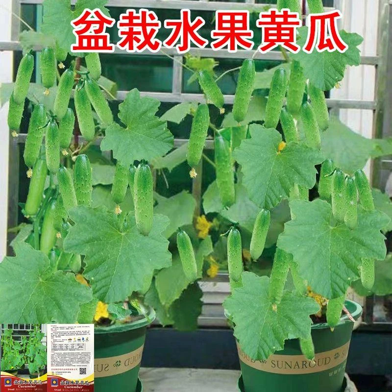 四季水果黄瓜种子爬满地小黄瓜种子庭院盆栽阳台