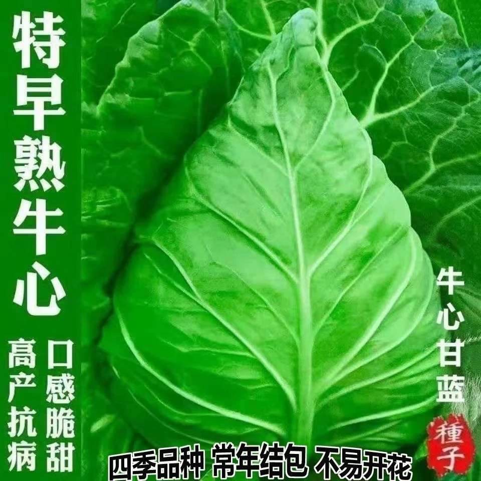 牛心甘蓝种子春丰甘兰包菜大牛角卷心菜种籽农家菜园阳台