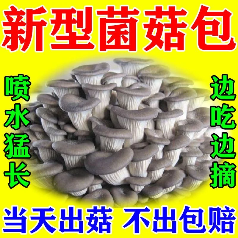 【菌丝发货/十天吃】家庭种植蘑菇菌包阳台种植食用菌棒蘑菇儿童