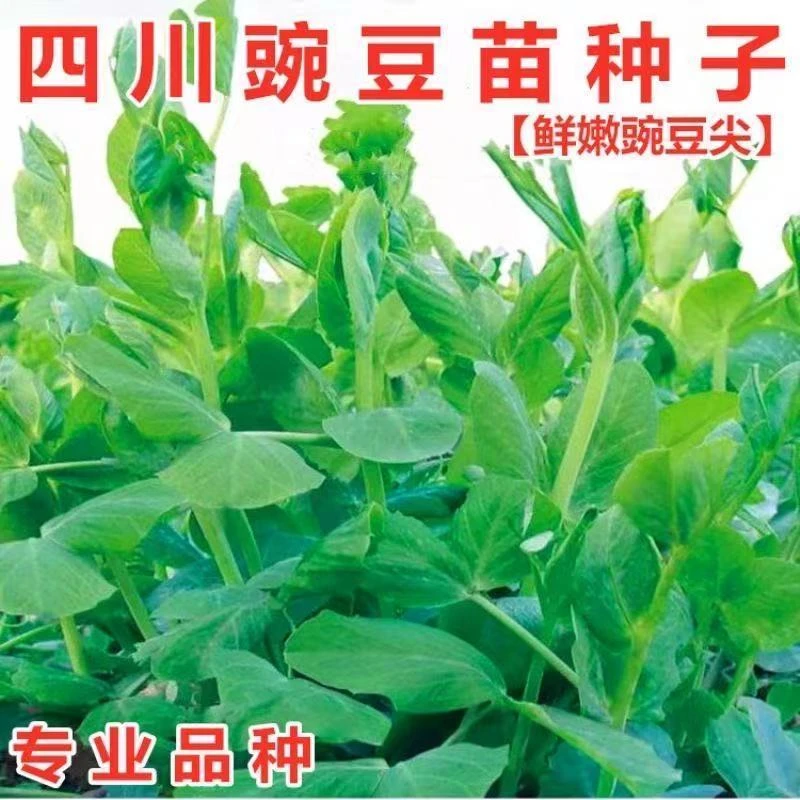 四川豌豆尖种子豌豆苗豌豆颠荷兰豆芽苗新手简单吃苗简单种植