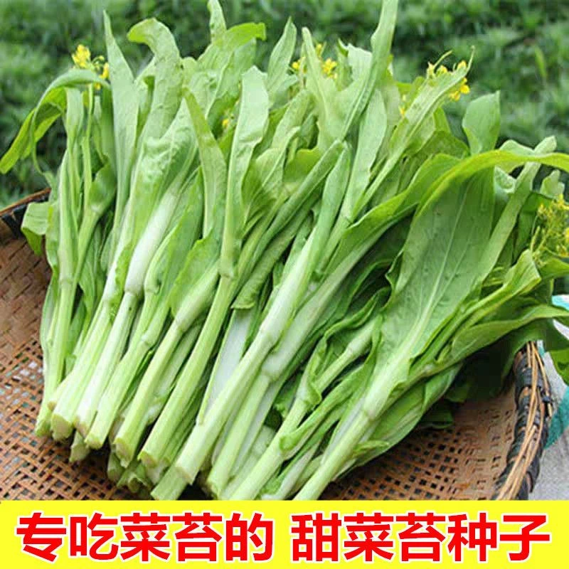 【苞对版】白菜苔菜种籽四季广东菜心白菜苔苗农家新鲜孔耐寒秋种