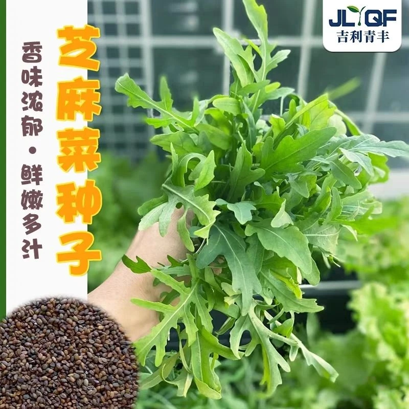 芝麻菜种子野生保健菜东北臭菜四季易种野菜奇味菜盆阳台
