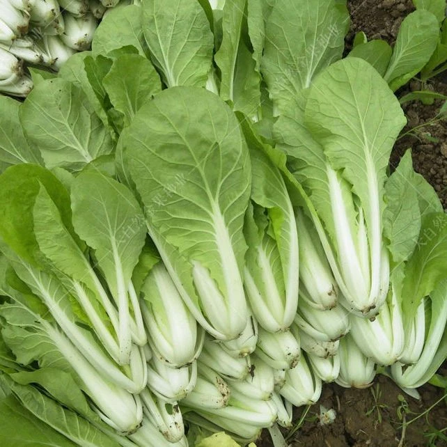 快菜种子20天四季速生耐寒耐热蔬菜大小白菜种子春季阳台
