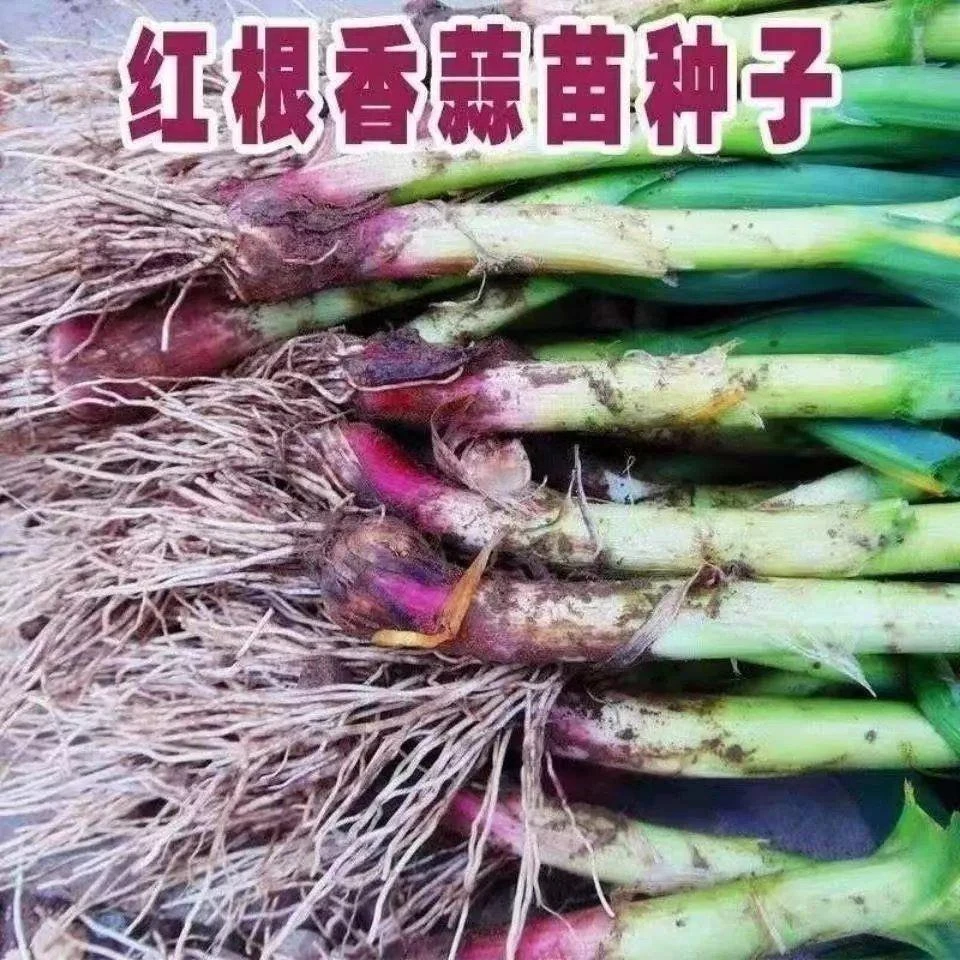 【吃蒜苗】四季宽叶蒜苗种子一年四季硬叶紫皮蒜苗种子红头蒜头大蒜
