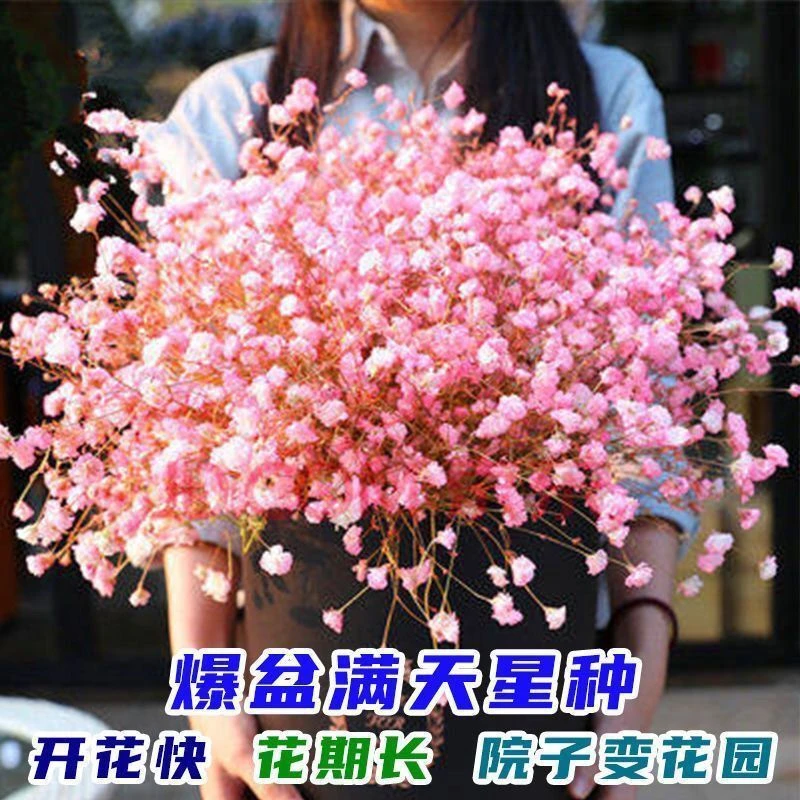 【四季种植】重瓣满天星种子盆栽四季易种活花种子阳台花卉盆栽花