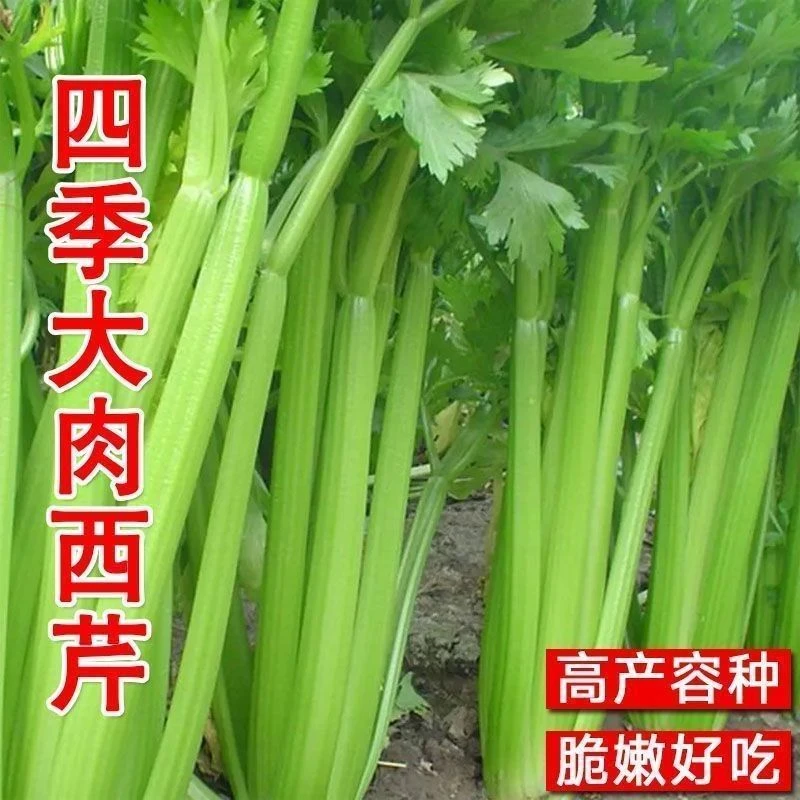 四季大肉西芹种子春春播肉厚脆爽洋芹菜种子高产阳台阳台
